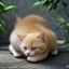读者橘色猫咪头像，二次元爱好者，关注同人动漫版权问题